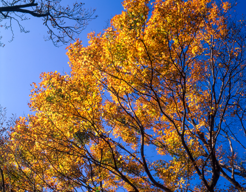 筑波山の紅葉