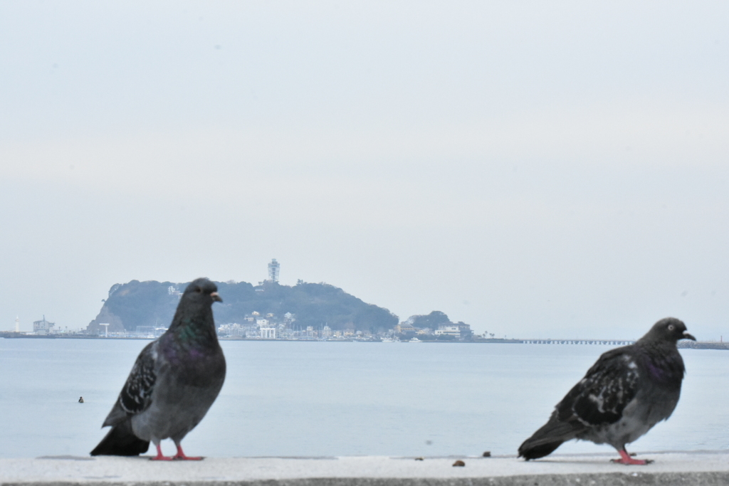 鳩と江ノ島