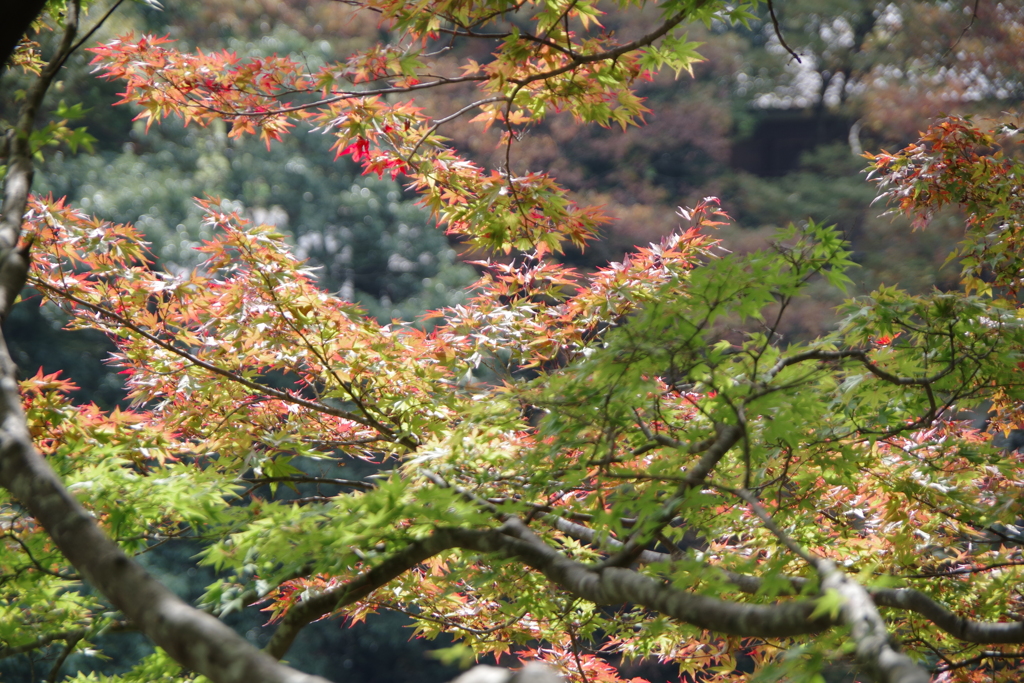 紅葉のはじまり