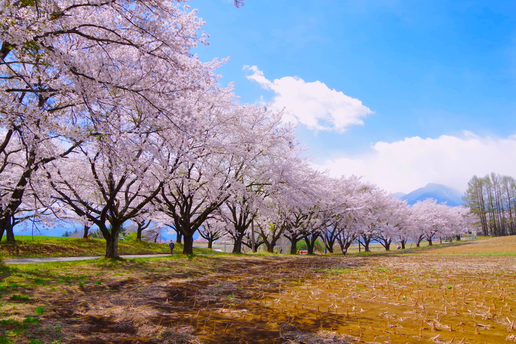 桜