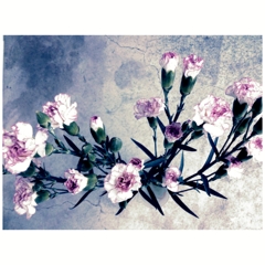 壁の花