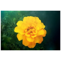 しじまに咲く花