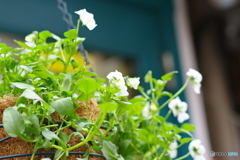 花の名は？