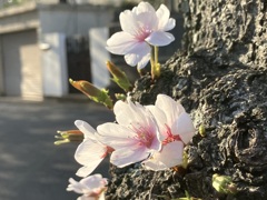 IMG_6739