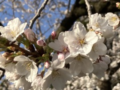 IMG_6717