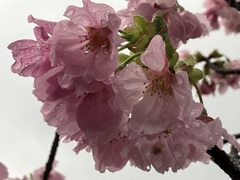 IMG_6704