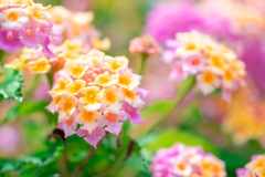 この花はなんて名前？