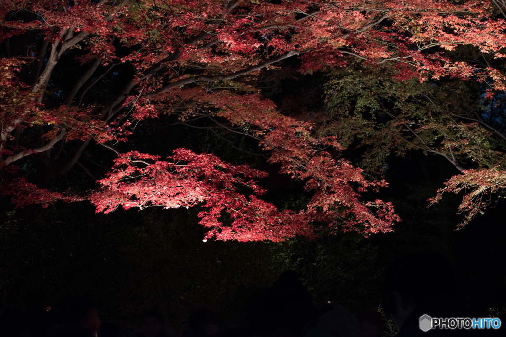 六義園にて。