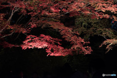 六義園にて。