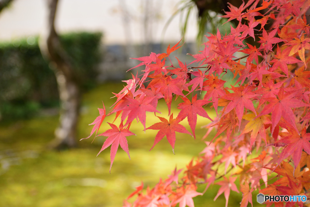 天龍寺