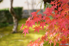 天龍寺