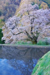 駒つなぎの桜