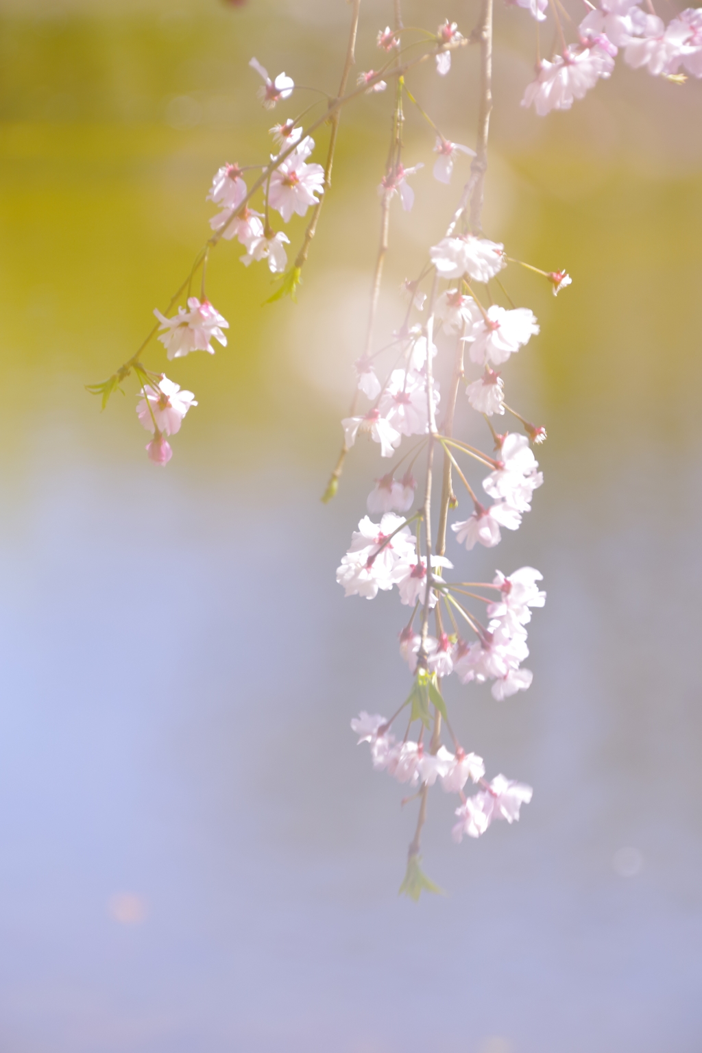 しだれ桜