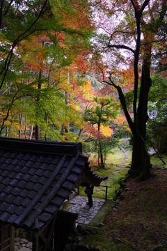 紅葉　苔寺
