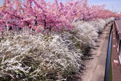 河津桜