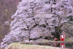 駒つなぎの桜
