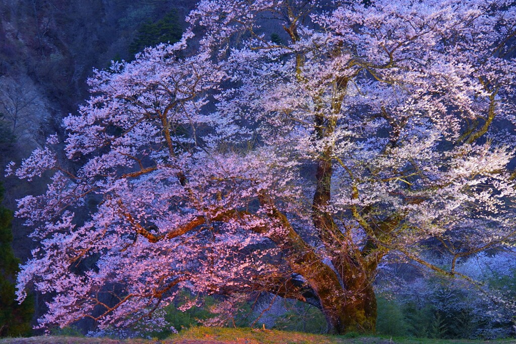 駒つなぎの桜