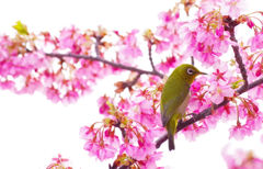 メジロと河津桜