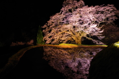 駒つなぎの桜②