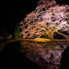 駒つなぎの桜②