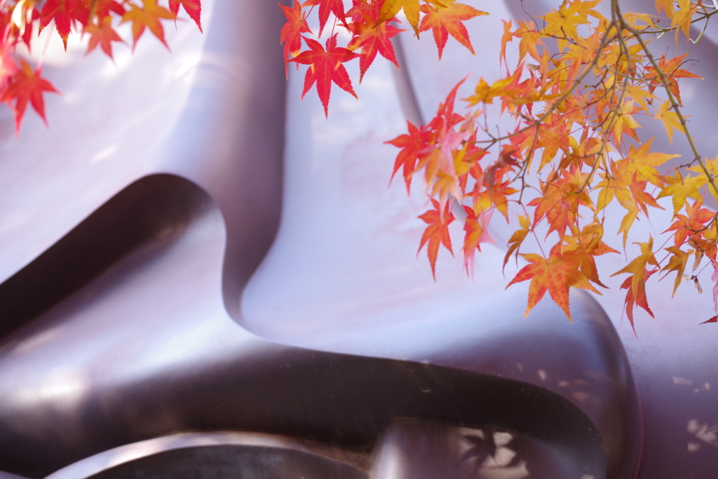 紅葉