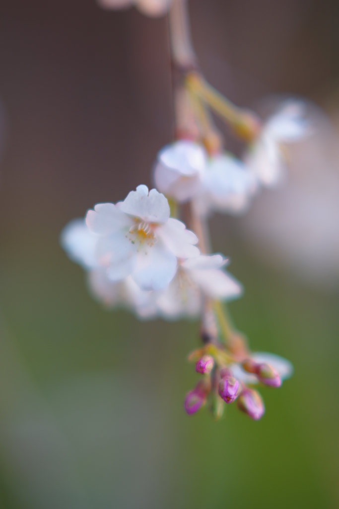 しだれ桜