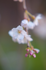 しだれ桜
