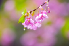 河津桜