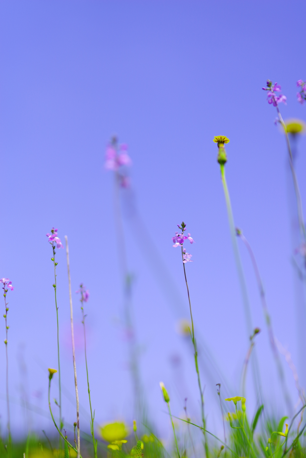 草花