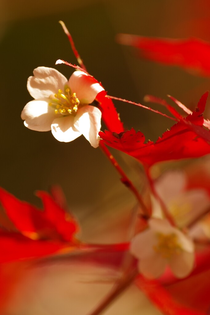 四季桜