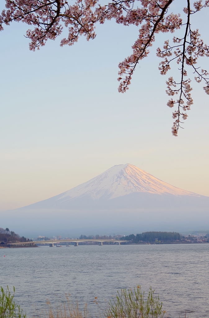 桜と富士