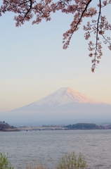 桜と富士