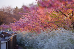河津桜