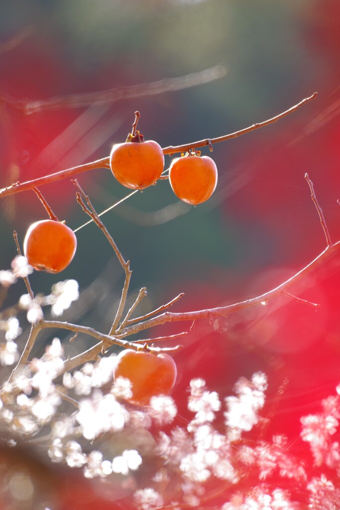 紅葉