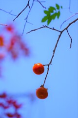 柿と紅葉