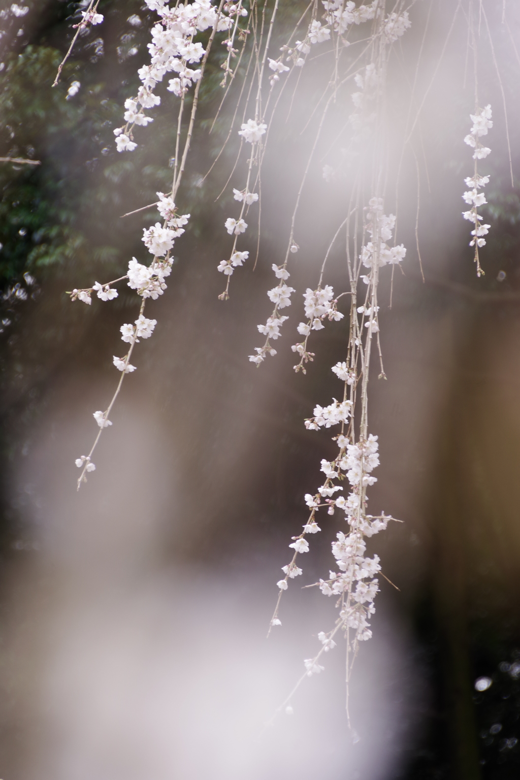 しだれ桜