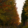 紅葉