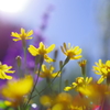 黄色い花②