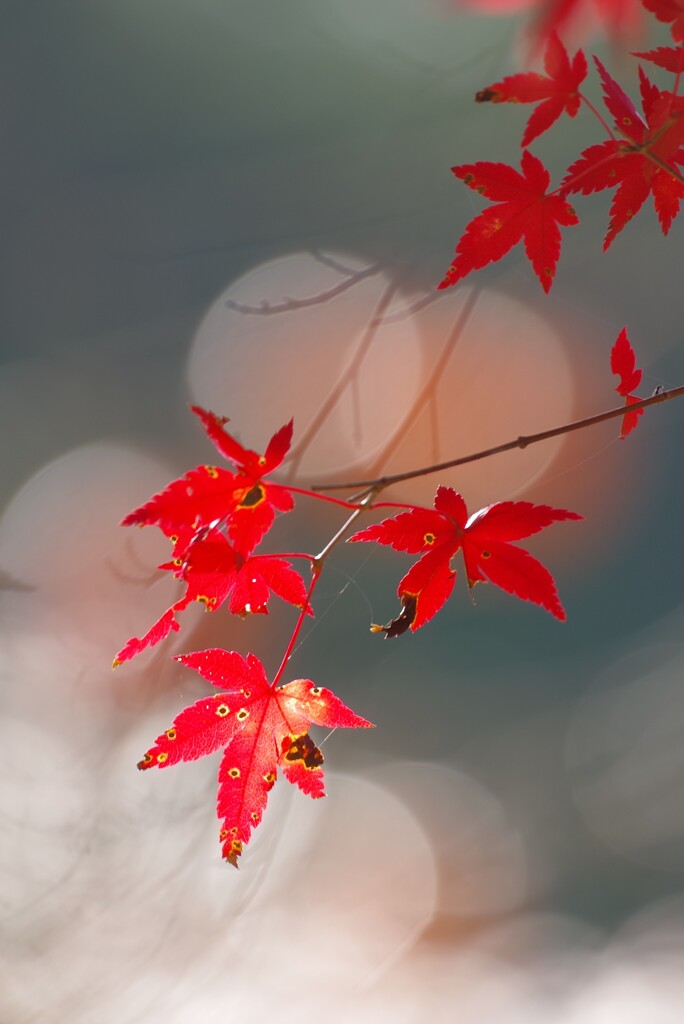 紅葉