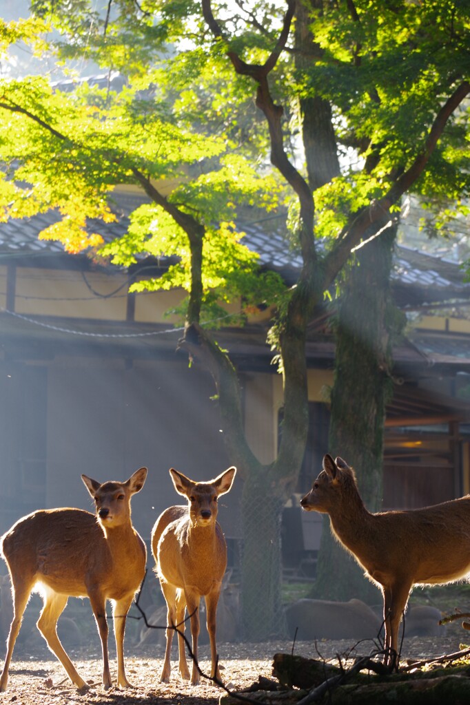 奈良公園の鹿