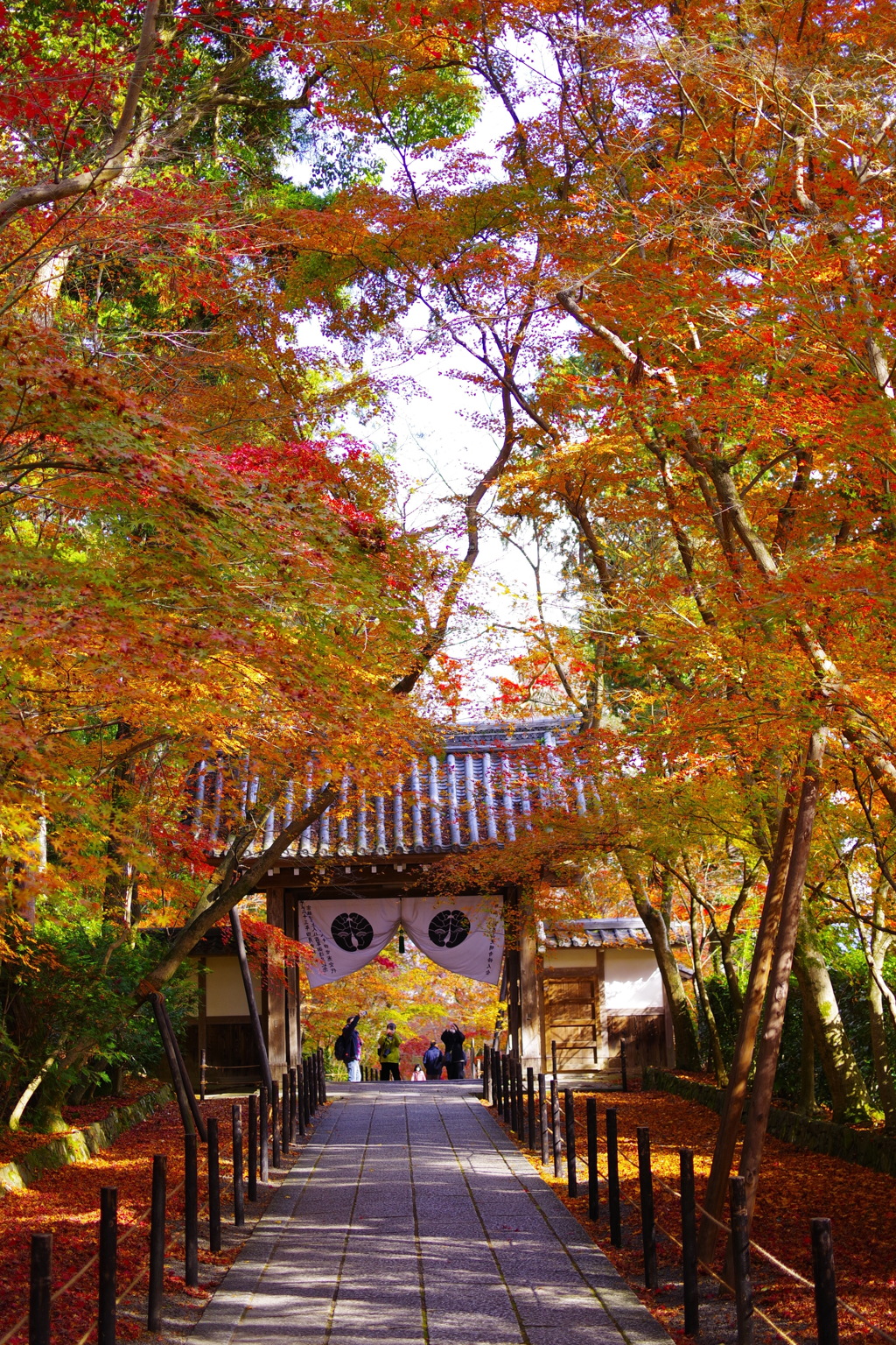 紅葉