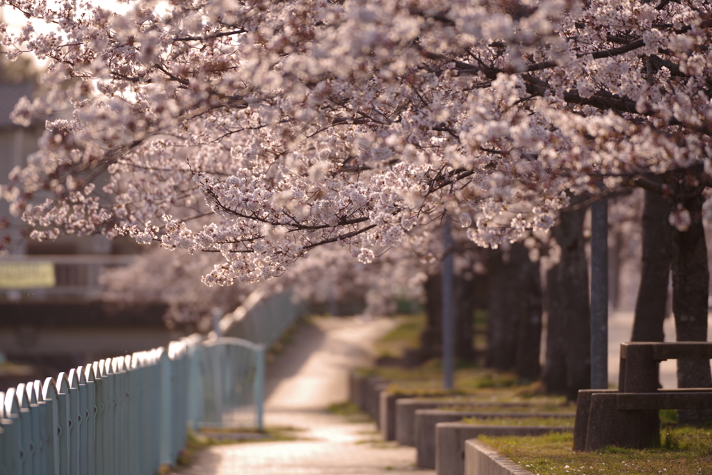 桜並木