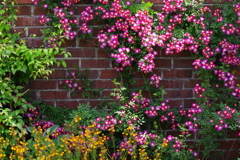 薔薇