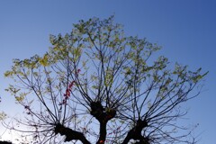 空に伸びる枝
