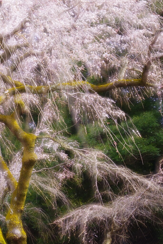 しだれ桜