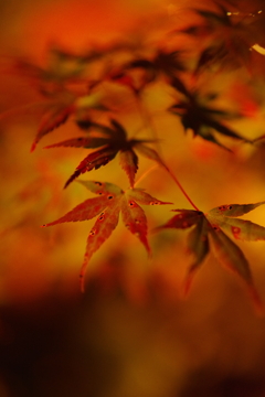 もみじ