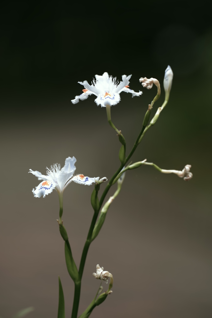 胡蝶花