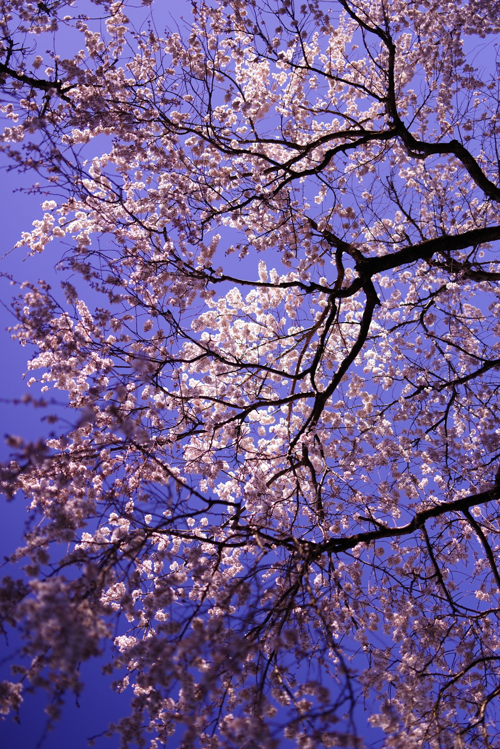 奥山田のしだれ桜