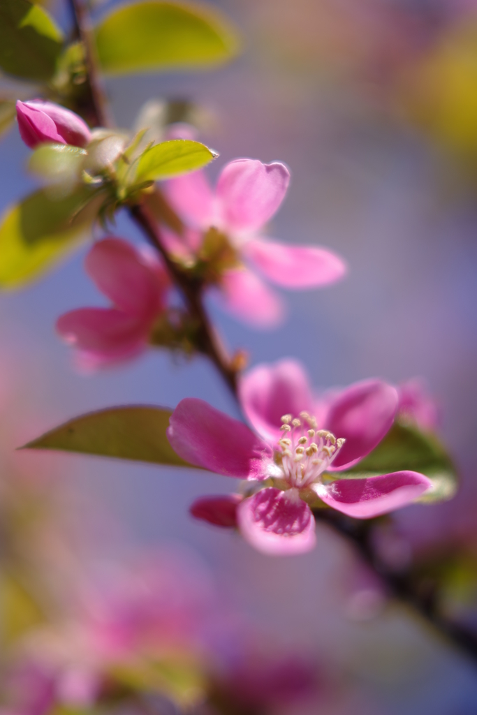 花梨の花