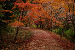 紅葉の道